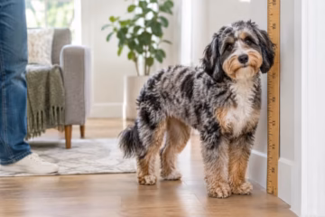 Full-grown Mini Aussiedoodle standing beside a height chart in a bright, cozy living room.